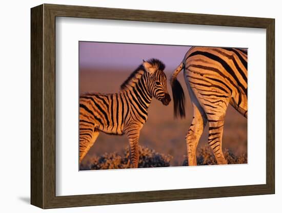 Young Plains Zebra-Paul A Souders-Framed Photographic Print