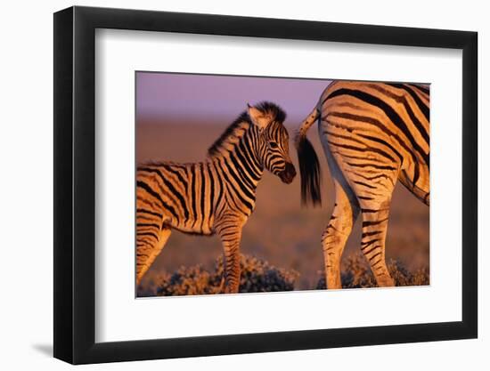 Young Plains Zebra-Paul A Souders-Framed Photographic Print