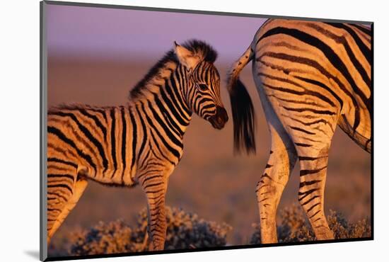 Young Plains Zebra-Paul A Souders-Mounted Photographic Print