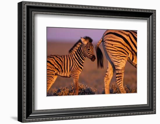 Young Plains Zebra-Paul A Souders-Framed Photographic Print