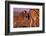 Young Plains Zebra-Paul A Souders-Framed Photographic Print