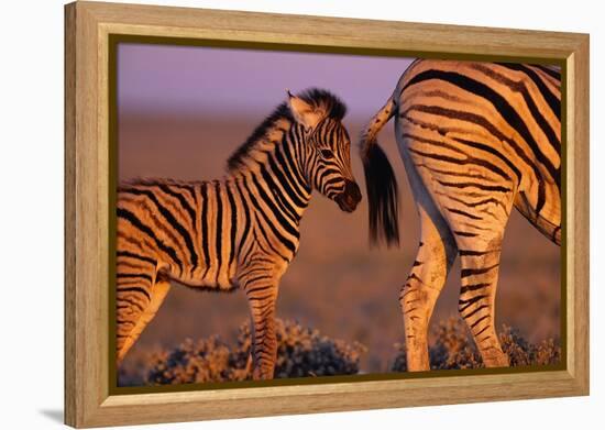 Young Plains Zebra-Paul A Souders-Framed Premier Image Canvas