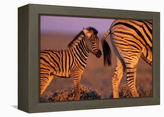 Young Plains Zebra-Paul A Souders-Framed Premier Image Canvas