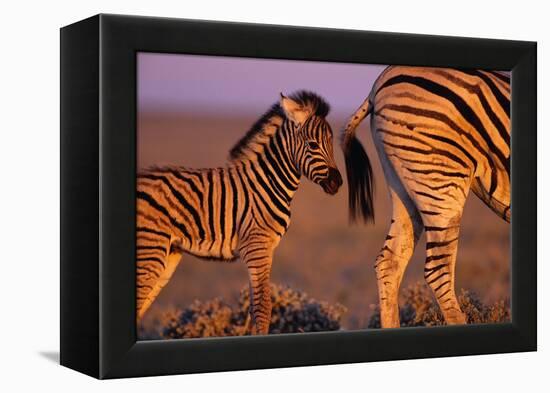 Young Plains Zebra-Paul A Souders-Framed Premier Image Canvas