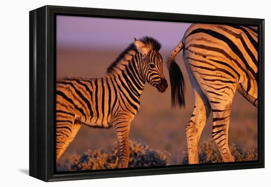 Young Plains Zebra-Paul A Souders-Framed Premier Image Canvas