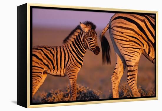 Young Plains Zebra-Paul A Souders-Framed Premier Image Canvas