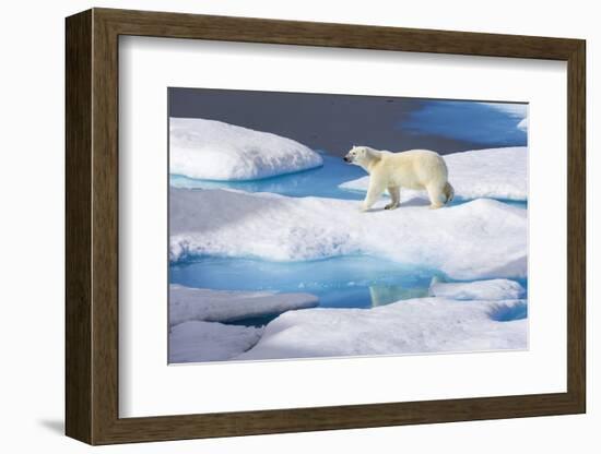 Young Polar Bear (Ursus Maritimus) Walking across Melting Sea Ice-Brent Stephenson-Framed Photographic Print