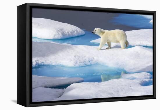 Young Polar Bear (Ursus Maritimus) Walking across Melting Sea Ice-Brent Stephenson-Framed Premier Image Canvas