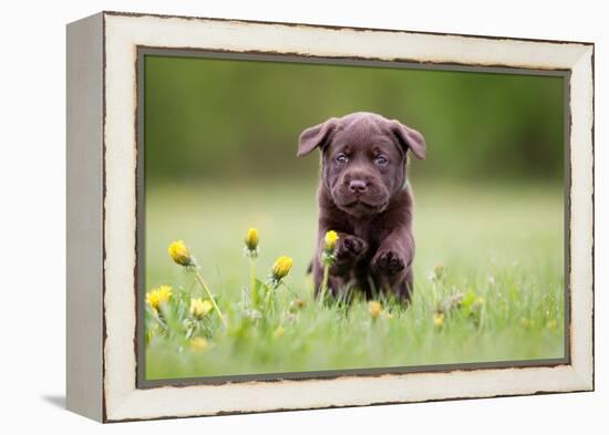 Young Puppy of Brown Labrador Retriever Dog Photographed Outdoors on Grass in Garden.-Mikkel Bigandt-Framed Premier Image Canvas