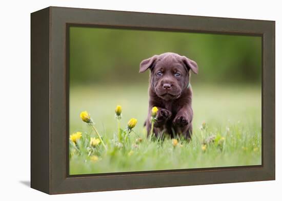 Young Puppy of Brown Labrador Retriever Dog Photographed Outdoors on Grass in Garden.-Mikkel Bigandt-Framed Premier Image Canvas