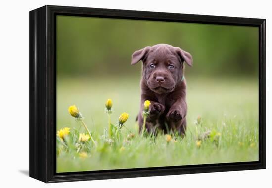 Young Puppy of Brown Labrador Retriever Dog Photographed Outdoors on Grass in Garden.-Mikkel Bigandt-Framed Premier Image Canvas