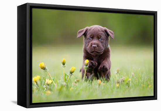 Young Puppy of Brown Labrador Retriever Dog Photographed Outdoors on Grass in Garden.-Mikkel Bigandt-Framed Premier Image Canvas