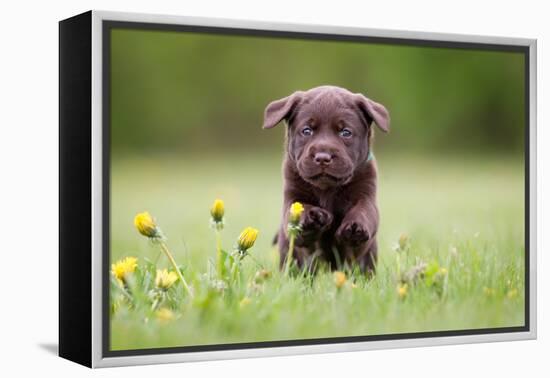 Young Puppy of Brown Labrador Retriever Dog Photographed Outdoors on Grass in Garden.-Mikkel Bigandt-Framed Premier Image Canvas