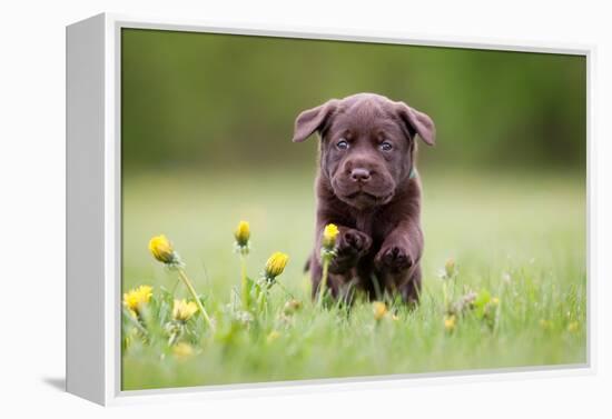 Young Puppy of Brown Labrador Retriever Dog Photographed Outdoors on Grass in Garden.-Mikkel Bigandt-Framed Premier Image Canvas