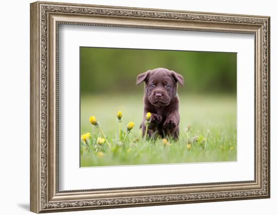 Young Puppy of Brown Labrador Retriever Dog Photographed Outdoors on Grass in Garden.-Mikkel Bigandt-Framed Photographic Print