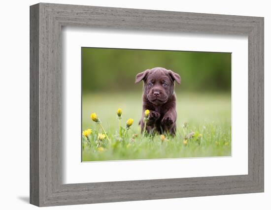 Young Puppy of Brown Labrador Retriever Dog Photographed Outdoors on Grass in Garden.-Mikkel Bigandt-Framed Photographic Print