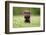 Young Puppy of Brown Labrador Retriever Dog Photographed Outdoors on Grass in Garden.-Mikkel Bigandt-Framed Photographic Print