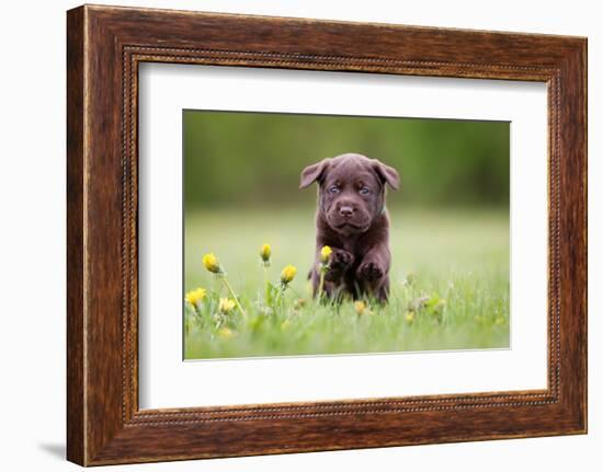 Young Puppy of Brown Labrador Retriever Dog Photographed Outdoors on Grass in Garden.-Mikkel Bigandt-Framed Photographic Print