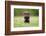 Young Puppy of Brown Labrador Retriever Dog Photographed Outdoors on Grass in Garden.-Mikkel Bigandt-Framed Photographic Print