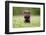 Young Puppy of Brown Labrador Retriever Dog Photographed Outdoors on Grass in Garden.-Mikkel Bigandt-Framed Photographic Print
