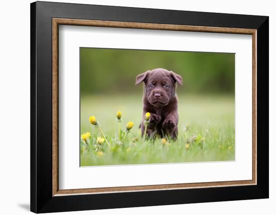 Young Puppy of Brown Labrador Retriever Dog Photographed Outdoors on Grass in Garden.-Mikkel Bigandt-Framed Photographic Print