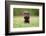 Young Puppy of Brown Labrador Retriever Dog Photographed Outdoors on Grass in Garden.-Mikkel Bigandt-Framed Photographic Print