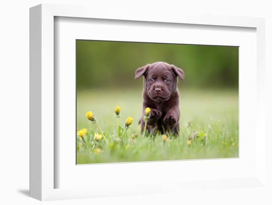 Young Puppy of Brown Labrador Retriever Dog Photographed Outdoors on Grass in Garden.-Mikkel Bigandt-Framed Photographic Print