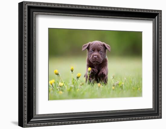 Young Puppy of Brown Labrador Retriever Dog Photographed Outdoors on Grass in Garden.-Mikkel Bigandt-Framed Photographic Print