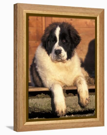 Young Pyrenean Mastiff Resting-Adriano Bacchella-Framed Premier Image Canvas