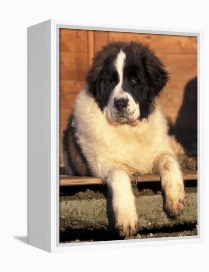 Young Pyrenean Mastiff Resting-Adriano Bacchella-Framed Premier Image Canvas