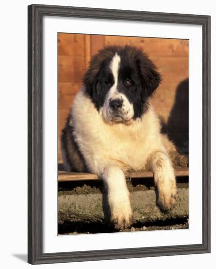 Young Pyrenean Mastiff Resting-Adriano Bacchella-Framed Photographic Print