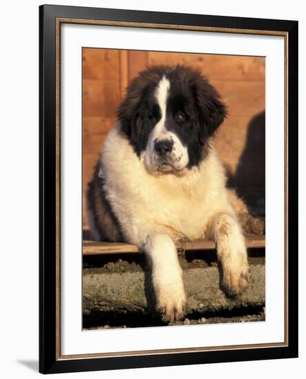 Young Pyrenean Mastiff Resting-Adriano Bacchella-Framed Photographic Print