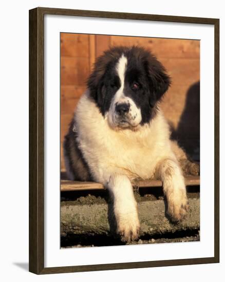 Young Pyrenean Mastiff Resting-Adriano Bacchella-Framed Photographic Print