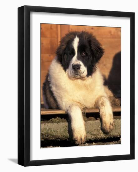 Young Pyrenean Mastiff Resting-Adriano Bacchella-Framed Photographic Print