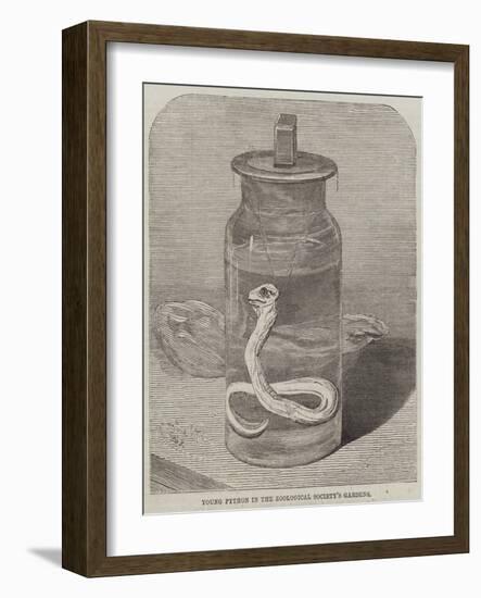 Young Python in the Zoological Society's Gardens-null-Framed Giclee Print