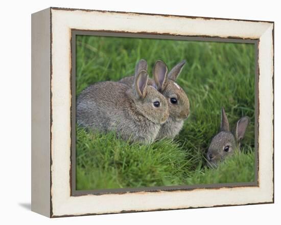 Young Rabbits (Oryctolagus Cuniculas), Outside Burrow, Teesdale, County Durham, England-Steve & Ann Toon-Framed Premier Image Canvas