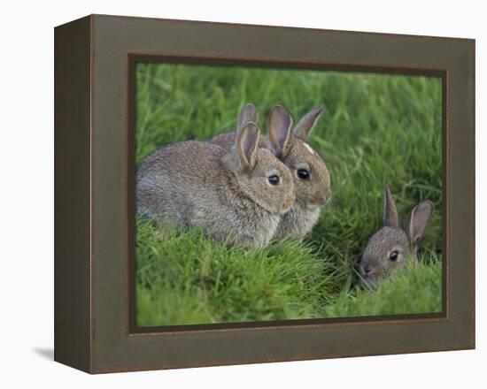 Young Rabbits (Oryctolagus Cuniculas), Outside Burrow, Teesdale, County Durham, England-Steve & Ann Toon-Framed Premier Image Canvas