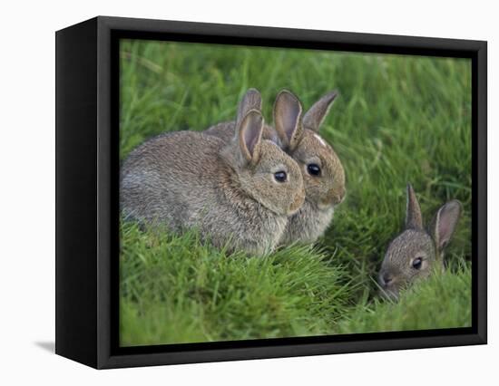 Young Rabbits (Oryctolagus Cuniculas), Outside Burrow, Teesdale, County Durham, England-Steve & Ann Toon-Framed Premier Image Canvas