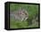 Young Rabbits (Oryctolagus Cuniculas), Outside Burrow, Teesdale, County Durham, England-Steve & Ann Toon-Framed Premier Image Canvas