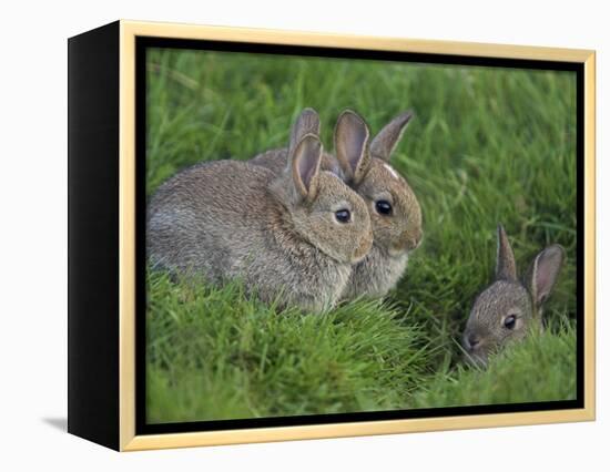 Young Rabbits (Oryctolagus Cuniculas), Outside Burrow, Teesdale, County Durham, England-Steve & Ann Toon-Framed Premier Image Canvas