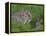 Young Rabbits (Oryctolagus Cuniculas), Outside Burrow, Teesdale, County Durham, England-Steve & Ann Toon-Framed Premier Image Canvas