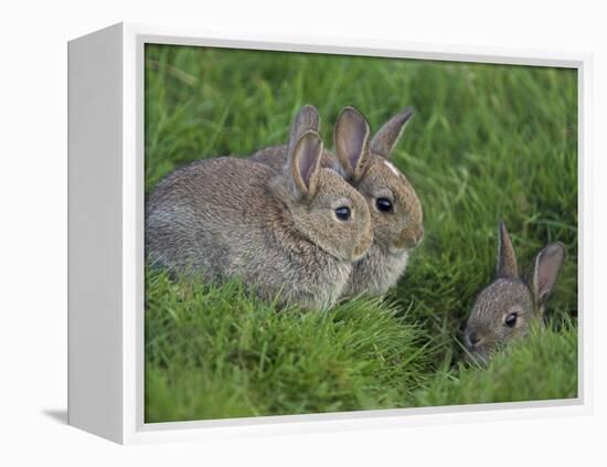 Young Rabbits (Oryctolagus Cuniculas), Outside Burrow, Teesdale, County Durham, England-Steve & Ann Toon-Framed Premier Image Canvas