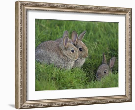 Young Rabbits (Oryctolagus Cuniculas), Outside Burrow, Teesdale, County Durham, England-Steve & Ann Toon-Framed Photographic Print