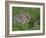 Young Rabbits (Oryctolagus Cuniculas), Outside Burrow, Teesdale, County Durham, England-Steve & Ann Toon-Framed Photographic Print