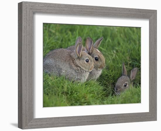 Young Rabbits (Oryctolagus Cuniculas), Outside Burrow, Teesdale, County Durham, England-Steve & Ann Toon-Framed Photographic Print