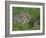 Young Rabbits (Oryctolagus Cuniculas), Outside Burrow, Teesdale, County Durham, England-Steve & Ann Toon-Framed Photographic Print