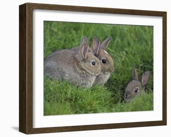 Young Rabbits (Oryctolagus Cuniculas), Outside Burrow, Teesdale, County Durham, England-Steve & Ann Toon-Framed Photographic Print