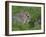 Young Rabbits (Oryctolagus Cuniculas), Outside Burrow, Teesdale, County Durham, England-Steve & Ann Toon-Framed Photographic Print