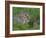 Young Rabbits (Oryctolagus Cuniculas), Outside Burrow, Teesdale, County Durham, England-Steve & Ann Toon-Framed Photographic Print