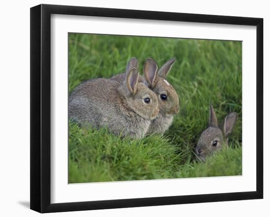 Young Rabbits (Oryctolagus Cuniculas), Outside Burrow, Teesdale, County Durham, England-Steve & Ann Toon-Framed Photographic Print